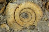 Dactylioceras Ammonite Cluster - Germany #64562-1
